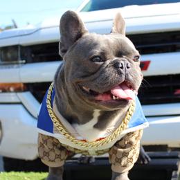 Shatter - French Bulldog