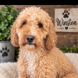 Winston - Poodle