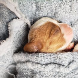 Cavalier King Charles Spaniel Puppies from Heritage Garden Cavaliers