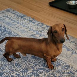 Maverick - Dachshund