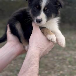 Ranger - Boy 3 - Black tri male Miniature Australian Shepherd puppy in Murfreesboro, Tennessee from Norby's Mini Aussies