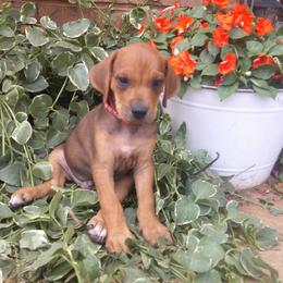 Boy 3 - Rd whtn blk nose male Rhodesian Ridgeback puppy in Carney, Oklahoma from River Run Parson Russell terriers & River Run Ridgebacks