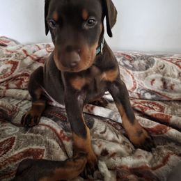 Giselle - Red and rust female Doberman Pinscher puppy in Anderson, Indiana from Legendary Kennels