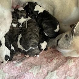 Girl 4 - Fawn brindle female Whippet puppy in Clinton, Tennessee from Ivanhoe Borzoi