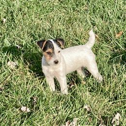 Jack Russell Terrier Puppies from Brigadoon Farm