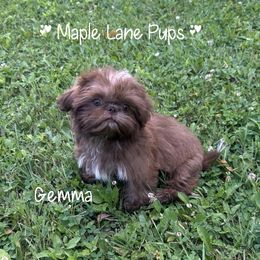 Gemma - Chocolate female Shih Tzu puppy in Marion, Michigan from Maple Lane Pups