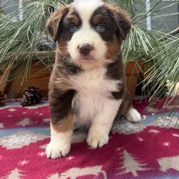 Juniper - Red tri-color female Australian Shepherd puppy in Boise, Idaho from Black Canyon Corral Aussies