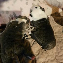 Kris Kringle - Blue tri-color male Bulldog puppy in Callao, Virginia from Northern Neck Bulldogs