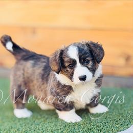 TSUNAMI (Sue) - Brindle and white female Cardigan Welsh Corgi puppy in Denver, Colorado from Monarch Corgis