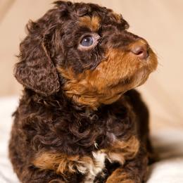 Ruby (Dark Blue) - Phantom female Goldendoodle puppy in Palmetto Bay, Florida from SOMIDOODLES