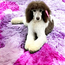 Lila - Poodle