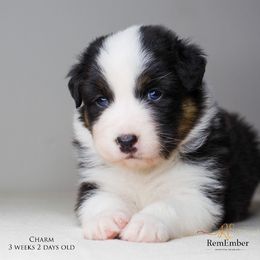 Australian Shepherd Puppies from RemEmber Australian Shepherds