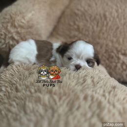 Isabella - Liver and white female Shih Tzu puppy in Walkertown, North Carolina from Lil’ Bit’s Shih Tzu