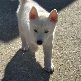 Siberian Husky Puppies from Hargaden Huskies