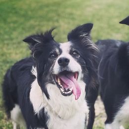 Border Collies from KC Border Collies
