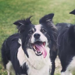 Border Collies from KC Border Collies