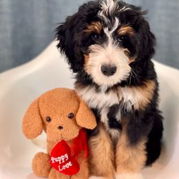 Bernedoodle Puppies from Beary Sweet Doodles
