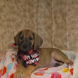 Lock - Fawn female Great Dane puppy in Caldwell, Idaho from Miner's Dynamic Danes