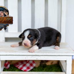 Majesty - Black tri female Miniature American Shepherd puppy in Granbury, Texas from Best Little Aussies