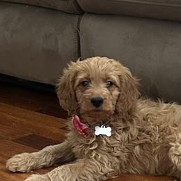 Gerald - Apricot male Goldendoodle puppy in Mint Hill, North Carolina from DoodleForever