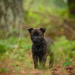Grey Collar - Gold brindle Dutch Shepherd puppy in Dallas, Georgia from Bluestone Creek Dutch Shepherds