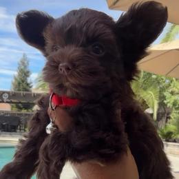 Eden - Chocolate and tan female Yorkshire Terrier puppy in Patterson, California from Luxe Yorkies of Central Valley