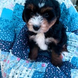 Bear - male Australian Mountain Doodle puppy in Hesperia, Michigan from C4 Ranch