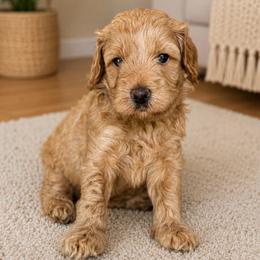 Harper - Apricot female Goldendoodle puppy in Yuciapa, California from AlltheDoodlez_