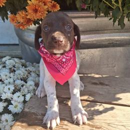 Dark Pink Girl - Liver and white female German Shorthaired Pointer puppy in Potosi, Wisconsin from Point and Flush Gun Dogs