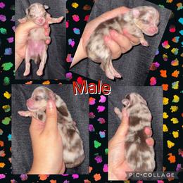 Merle male 1 - Chocolate merle male Pomeranian puppy in Indiana from Unique Uprisings