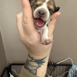 Boy 1 - Piebald male Dachshund puppy in Kelso, Washington from New Age Doxies