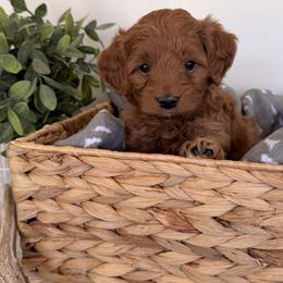 Girl 2 - female Goldendoodle puppy in Lehi, Utah from Riley's Red Doodles