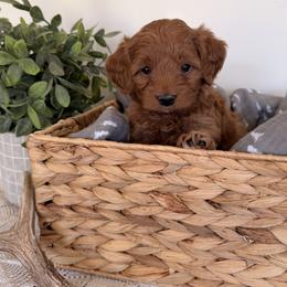 Girl 2 - female Goldendoodle puppy in Lehi, Utah from Riley's Red Doodles