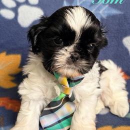 Tom - Black and white male Shih Tzu puppy in Hemet, California from Aloha Shih Tzu