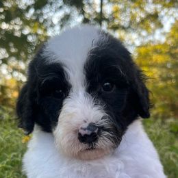 Rose - Black and white female Sheepadoodle puppy in Fayette, Alabama from Luxapallila Sheepadoodles