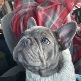 French Bulldog and Rottweiler Puppies from Wrinkle Boss FrenchBulldogs