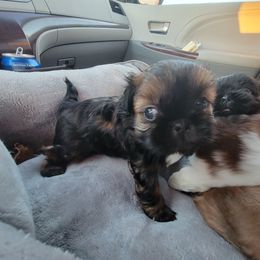 Shih Tzu Puppies from Chimera Shih Tzu