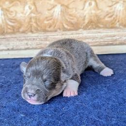 Diana Barry - Gray and white female American Corgi puppy in Shawnee, Oklahoma from Sunray Ranch