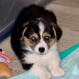 Oscar - Black and tan male Pembroke Welsh Corgi puppy in Delray Beach, Florida from Holly's Pembroke Welsh Corgis