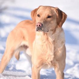 Labrador Retriever puppies from Whispering Creek British Labs LLC