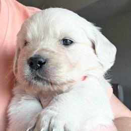 Bonneville - Light golden female Golden Retriever puppy in Watkins, Colorado from Brightside Goldens