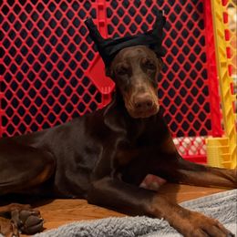 Imported Female - Potty trained, crate trained, basic obedience trained - Red and rust female Doberman Pinscher puppy in Bruce Township, Michigan from Eminent Dobermans