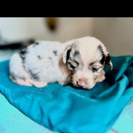 Espresso - Blue merle and white female American Corgi puppy in Bayard, Nebraska from Puppies by Alies