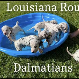 Dalmatian Puppies from Louisiana Roux Dalmatians