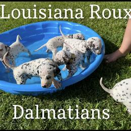 Dalmatian Puppies from Louisiana Roux Dalmatians