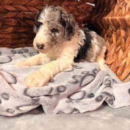 Silver - Parti male Poodle puppy in Osage Beach, Missouri from Pups Are Us
