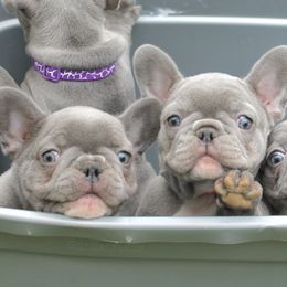 French Bulldog puppies from Rock Ridge Frenchies