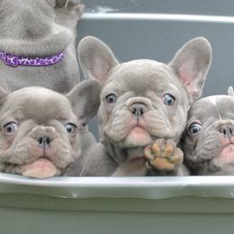 French Bulldog puppies from Rock Ridge Frenchies
