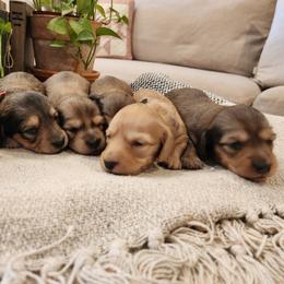 Dachshund Puppies from Dogwood Acre Dachshunds