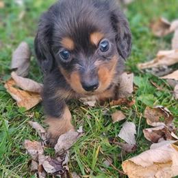 Dachshund Puppies from Ivy Willow Dachshunds